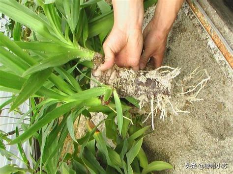 室內巴西鐵樹|巴西鐵樹怎麼養？用鬆散、肥沃和排水良好的砂壤土養